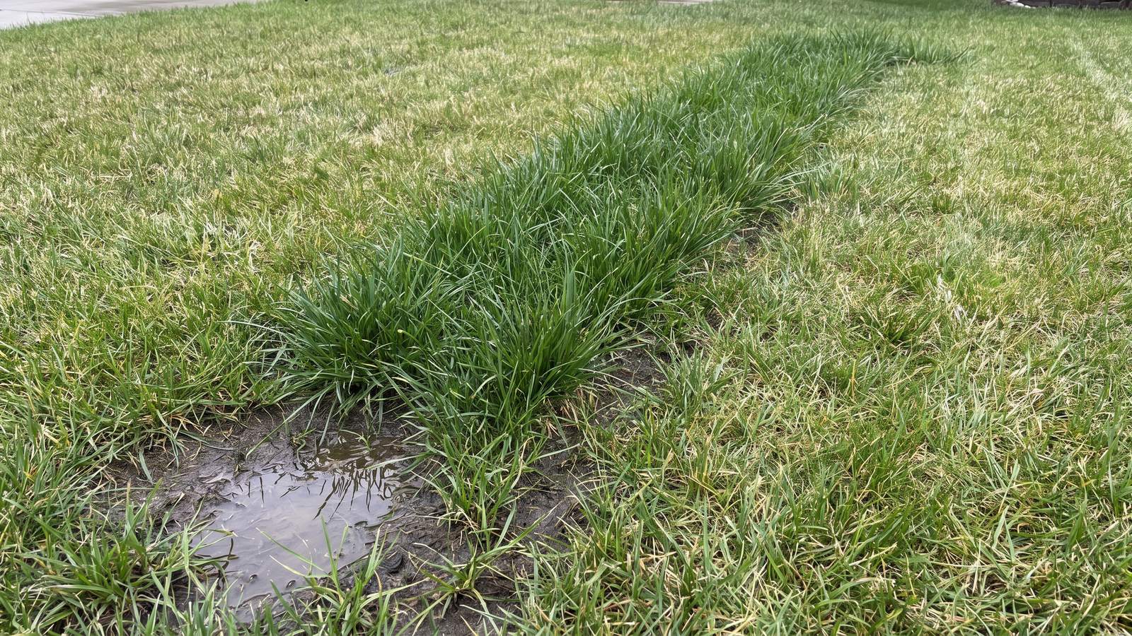 A strip of lawn where the grass is noticeably taller and darker than the surrounding grass, with soggy ground and a shallow puddle